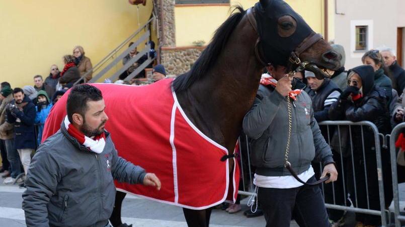 Muore un cavallo La finale non si corre