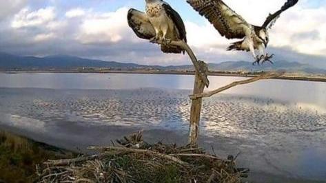 Due falchi pescatori vicino al loro nido e sullo sfondo la Diaccia Botrona