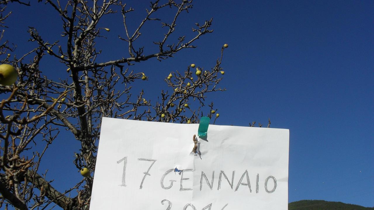 Follie del clima: ad Agnano già mature le pere