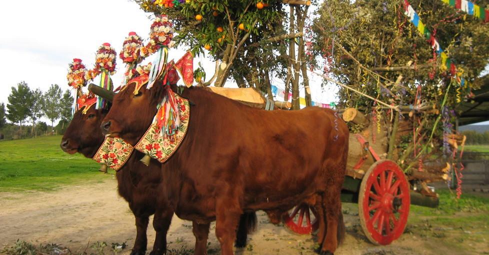 Ollastra in festa: gioghi di buoi per San Sebastiano