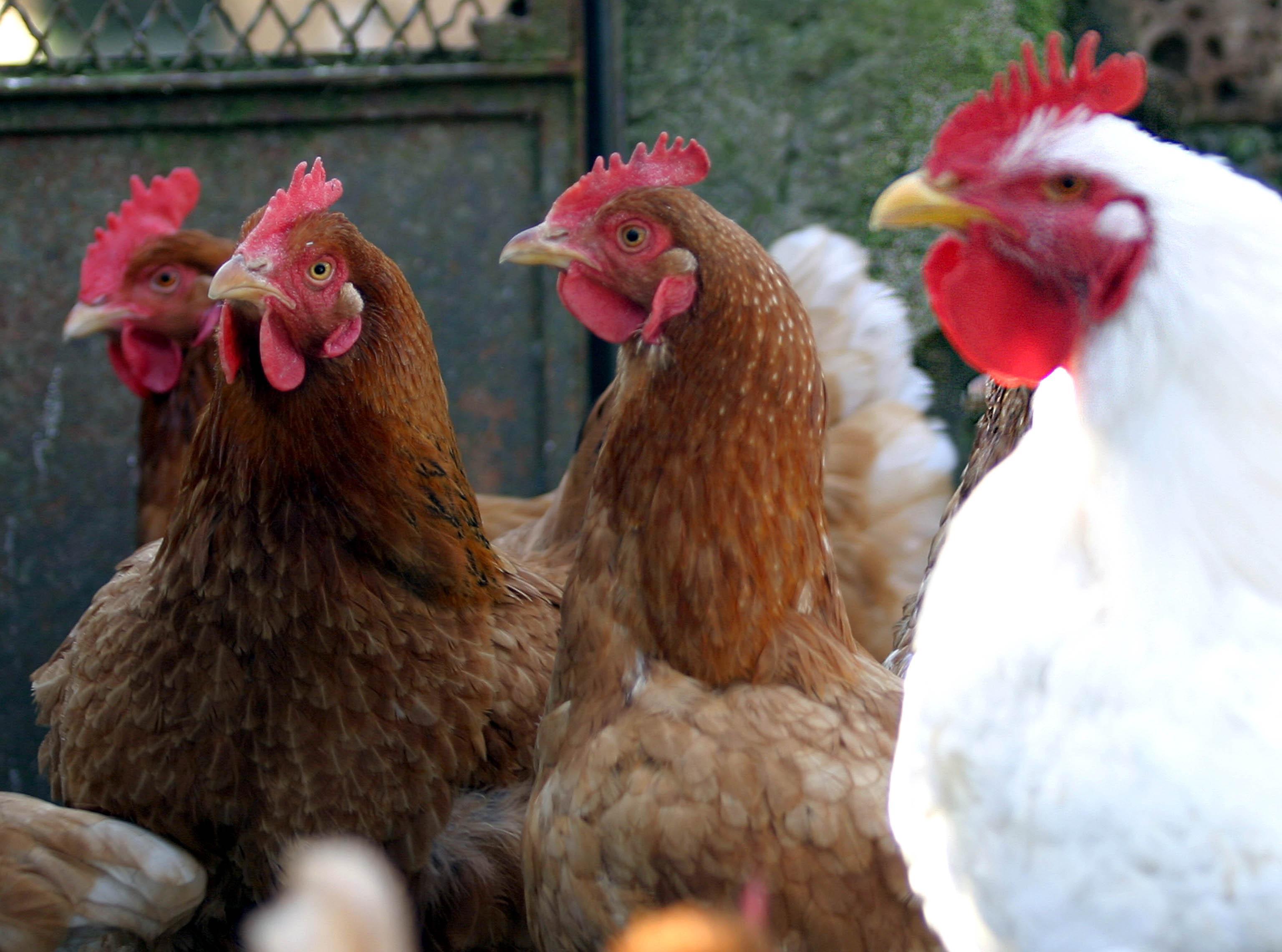 Un gruppo di galline (Foto d'archivio)