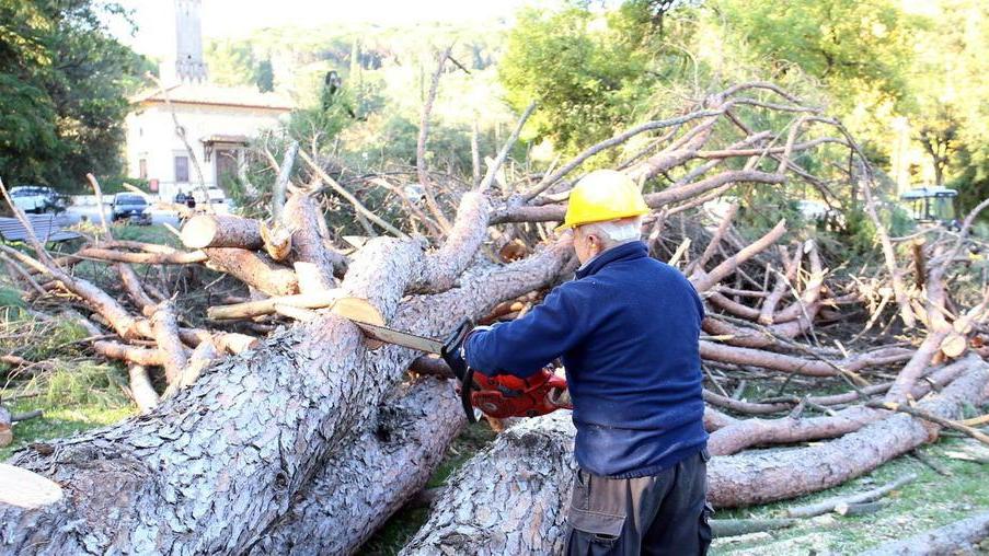 Il Tar concede la sospensiva per l’affidamento del verde