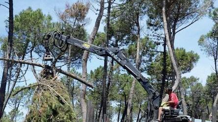 Mancano soldi per la forestazione