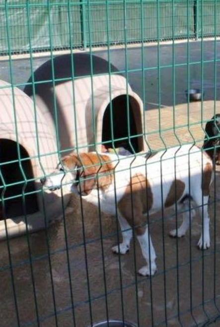 Anche i cani delle colline alla struttura della Botte 