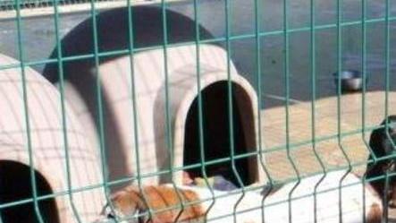 Anche i cani delle colline alla struttura della Botte