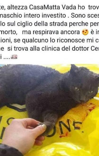 Gatto investito e abbandonato 