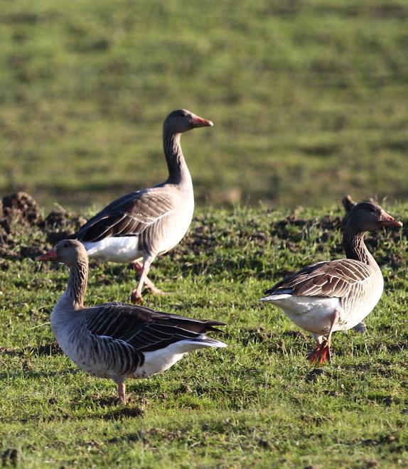Parco della Maremma show Oasi naturale per 6.500 uccelli