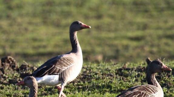 Parco della Maremma show Oasi naturale per 6.500 uccelli