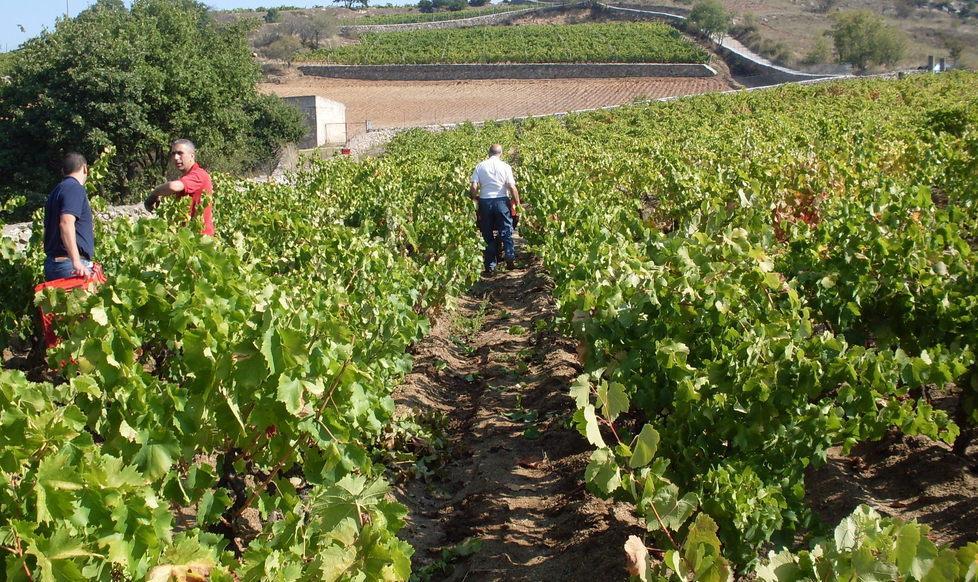 Itinerari turistici con il vino 
