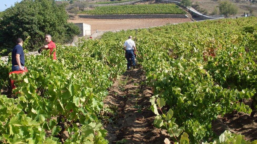Itinerari turistici con il vino