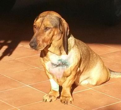 Canina azzannata da un cinghiale in pineta 