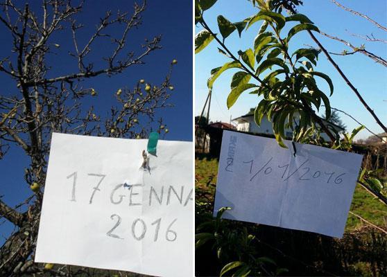 A sinistra le pere in provincia di Pisa, a destra le susine a Massa Carrara