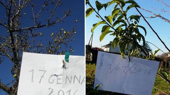 A sinistra le pere in provincia di Pisa, a destra le susine a Massa Carrara