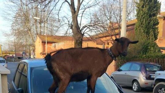 La capra sul cofano dell'auto in sosta (Foto da Facebook)