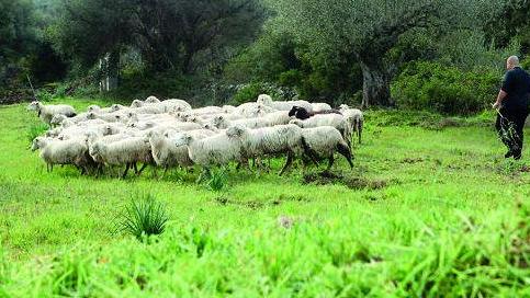 Orune, la lunga protesta del Movimento dei pastori 