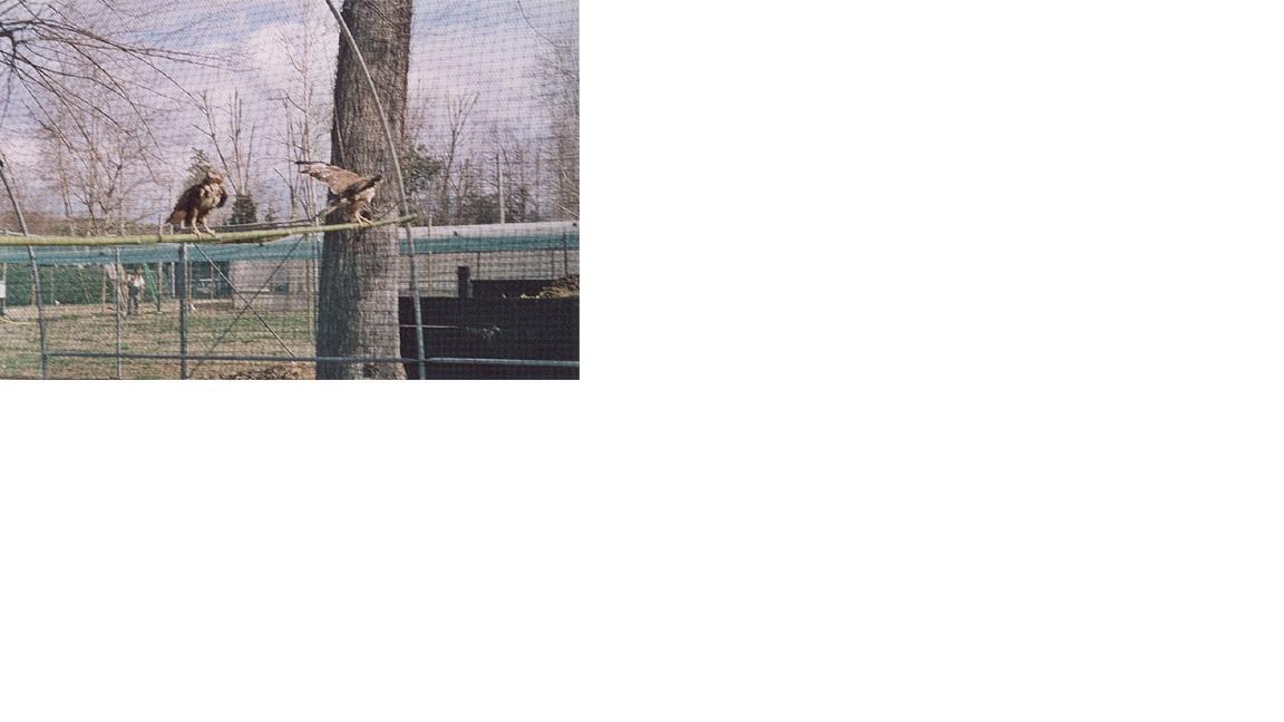 Il centro accoglienza per gli animali feriti