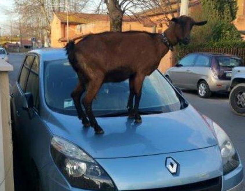 Capra in cerca dei cuccioli blocca traffico e sale su auto 