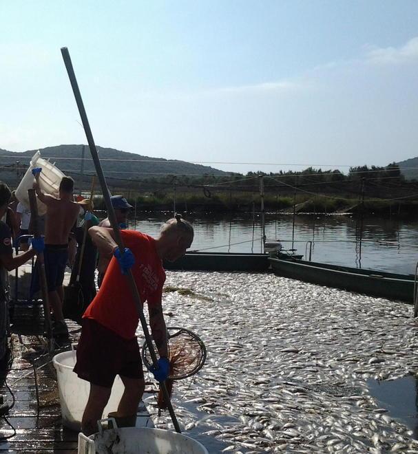 Sos laguna, scatta un nuovo protocollo 