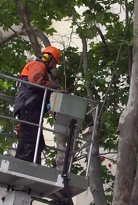 La potatura degli alberi sarà a costo zero per il Comune 