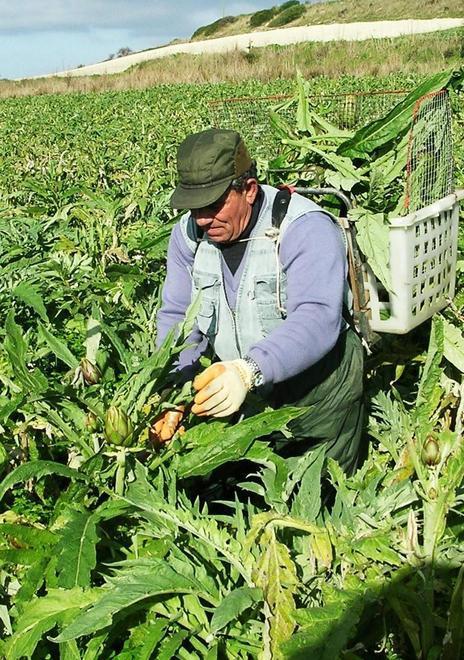 Ittiri, i carcioficoltori fanno fronte comune per sopravvivere 