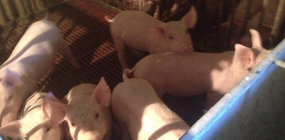 Orgosolo, peste suina abbattuti 100 capi nell’area di Montes 