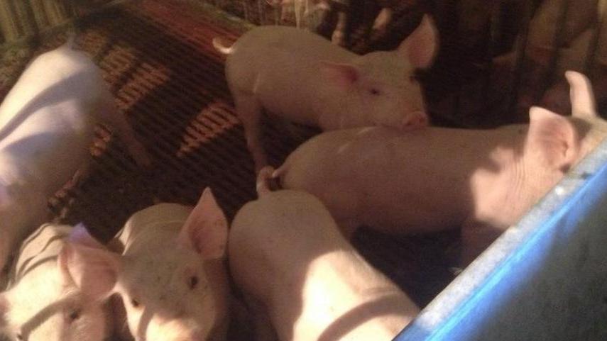 Orgosolo, peste suina abbattuti 100 capi nell’area di Montes