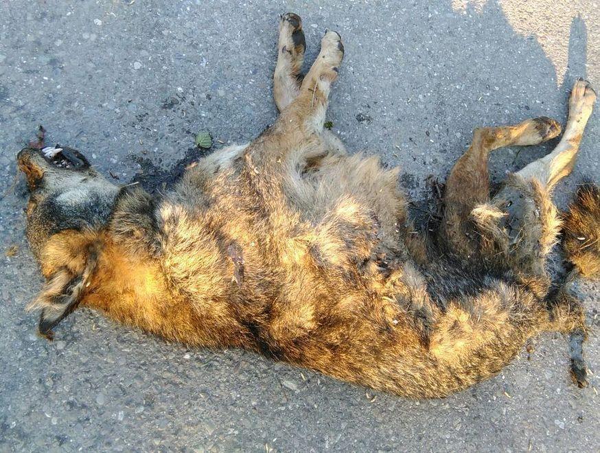 Trovato in un fossato un altro lupo morto 
