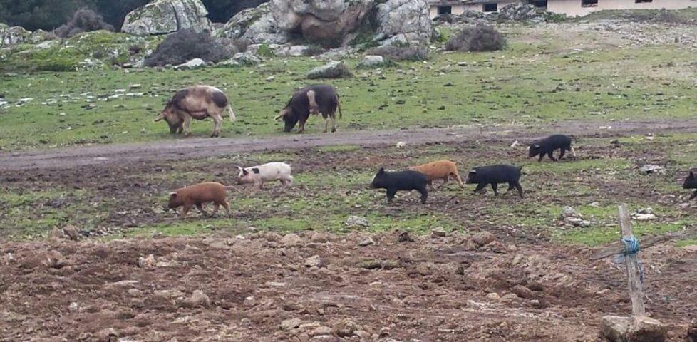Peste suina, guerra della Regione al pascolo brado 