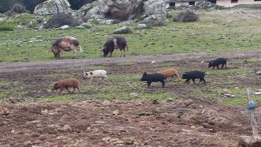 Peste suina, guerra della Regione al pascolo brado