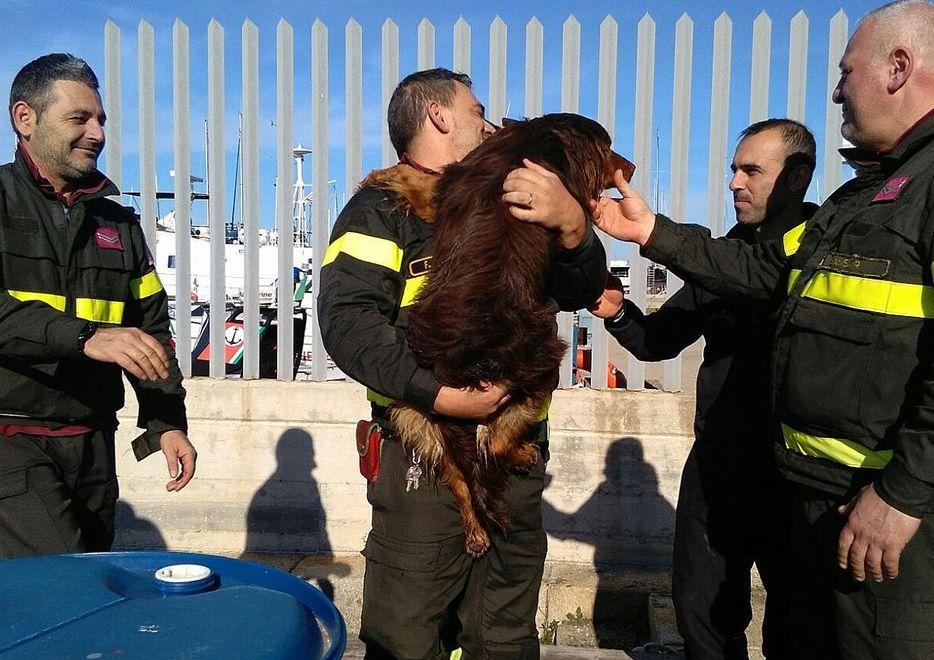 Porto Torres, i vigili del fuoco salvano un cane in mare 