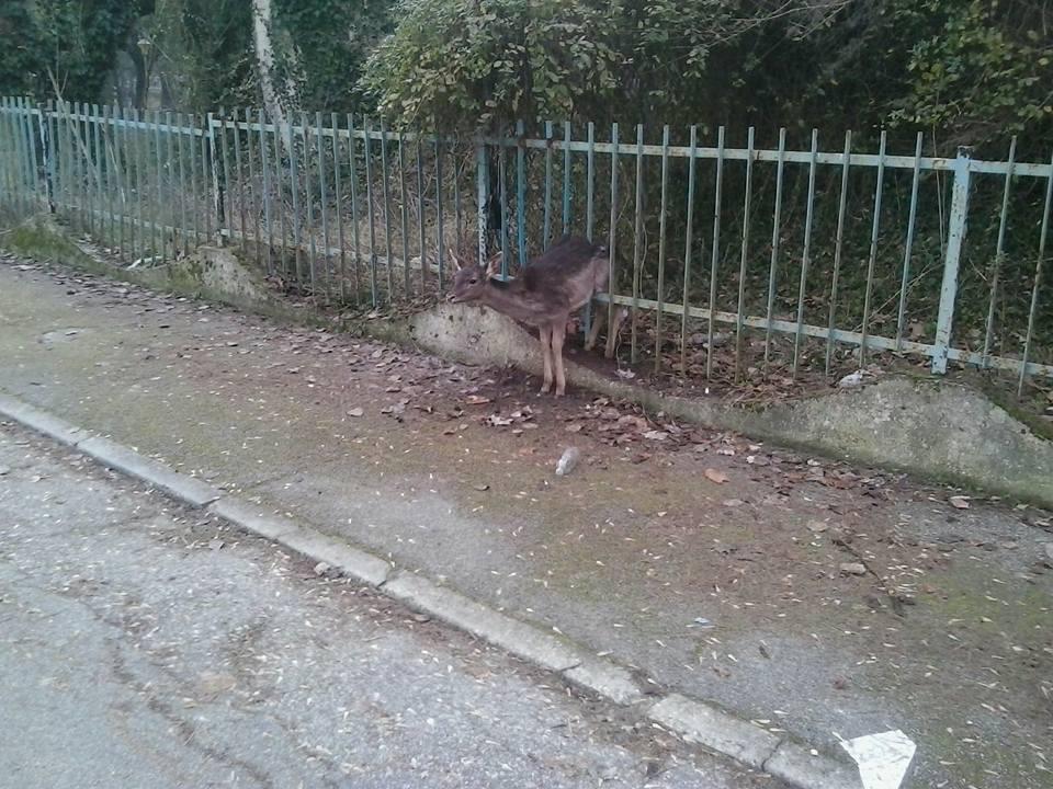 Lido Nazioni: cucciolo di cervo salvato dai passanti 