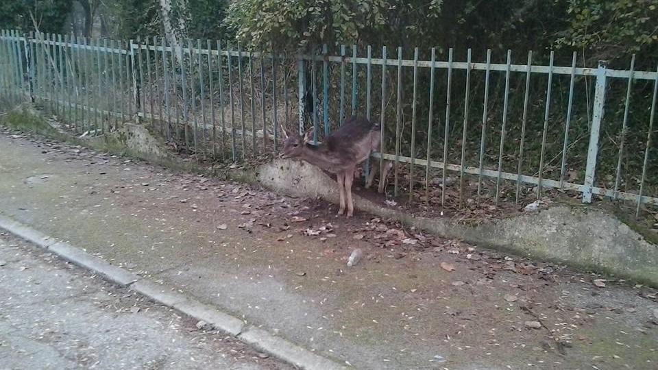 Lido Nazioni: cucciolo di cervo salvato dai passanti