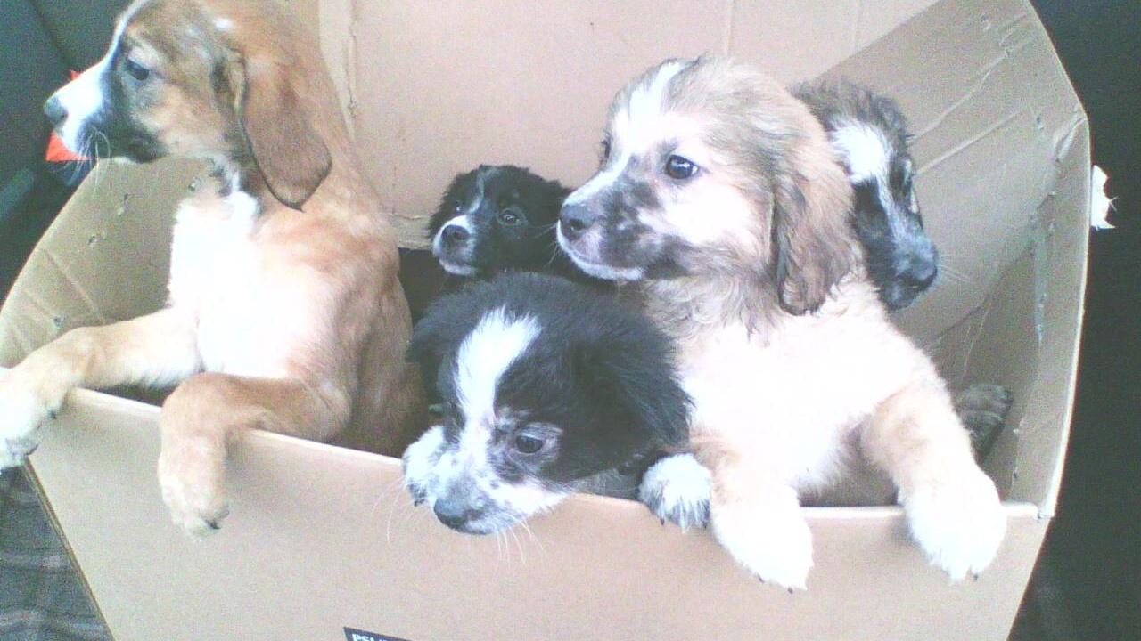 Recuperati dalla Municipale sei cuccioli di cane abbandonati vicino ad un cassonetto