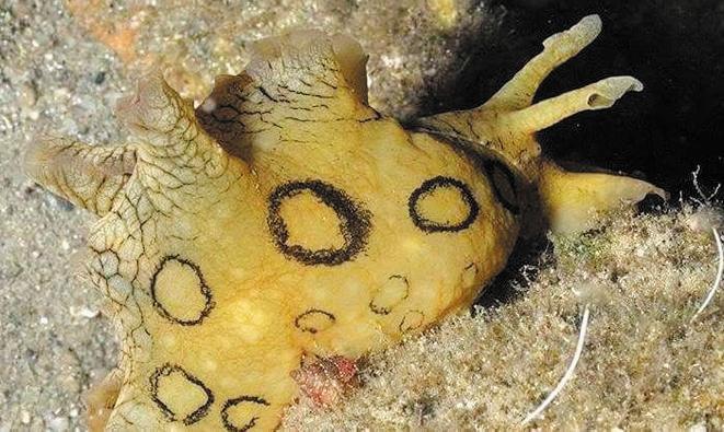 Una lumaca tropicale avvistata nell’arcipelago della Maddalena 