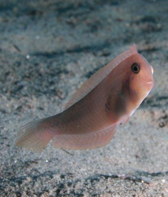 Invasione inarrestabile delle specie aliene