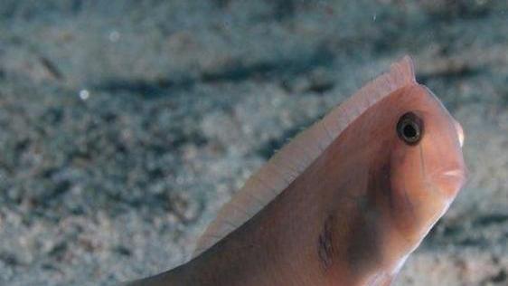 Invasione inarrestabile delle specie aliene