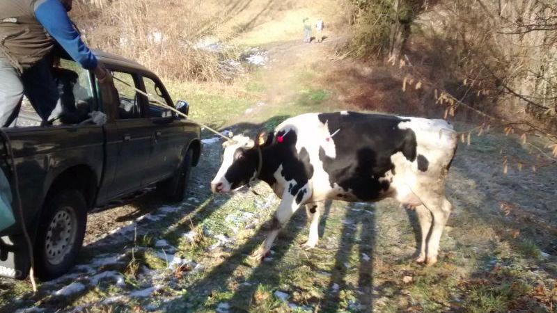 I vigili del fuoco salvano una mucca caduta in un dirupo