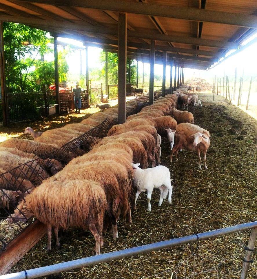 Un allevamento di pecore in Maremma (foto d'archivio) 
