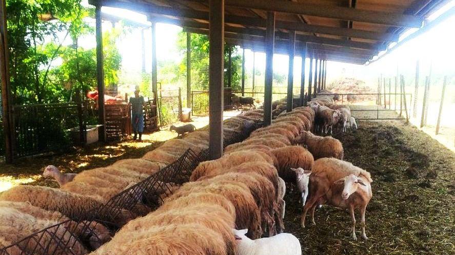Un allevamento di pecore in Maremma (foto d'archivio)