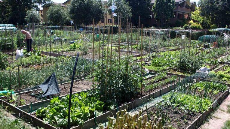 Orti urbani, aperti i bandi per 48 nuovi lotti a Reggio Emilia