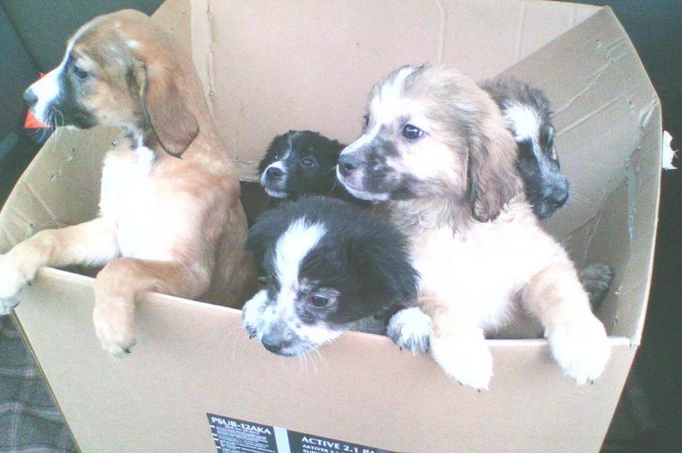 Salvati dai vigili cuccioli abbandonati in uno scatolone 