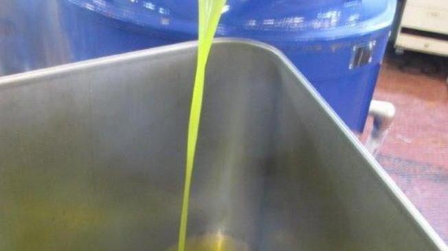 Olivicoltori elbani soddisfatti «Una stagione di qualità»