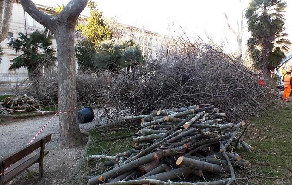 In corso la potatura degli alberi