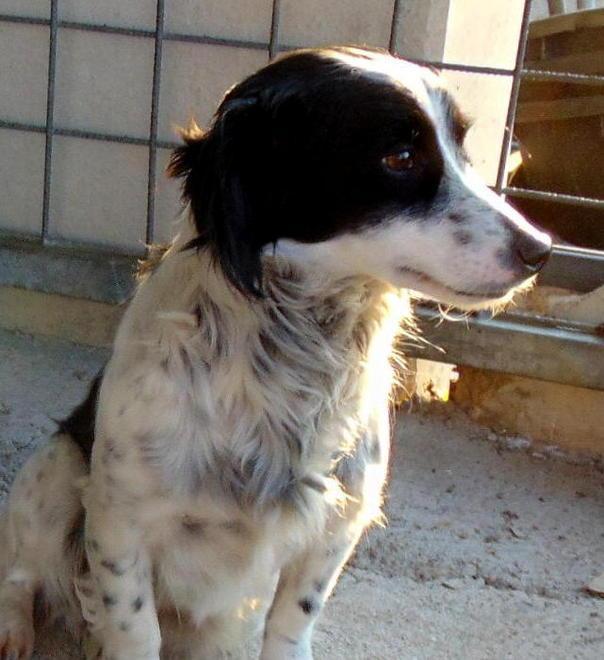 Trovati due cani, ecco come recuperarli