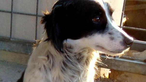 Trovati due cani, ecco come recuperarli