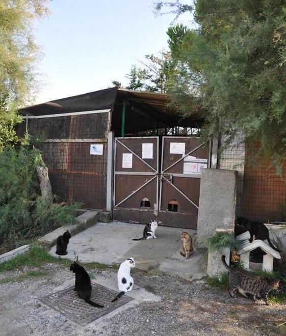 L’appello per salvare i mici del gattile 