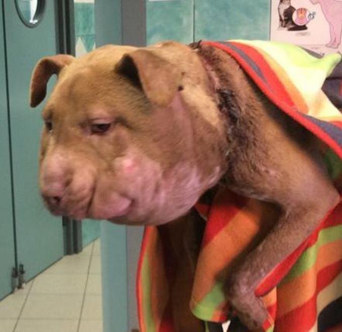 Terralba, cagnetta devastata da un laccio di nylon al collo