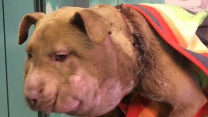 Terralba, cagnetta devastata da un laccio di nylon al collo