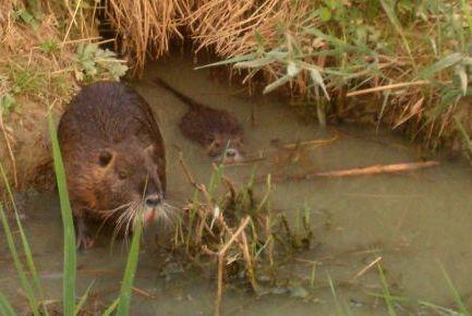 Nei campi e in città è allarme nutrie