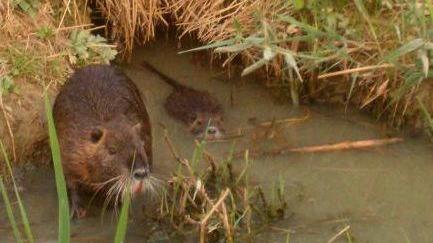Nei campi e in città è allarme nutrie